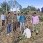 Lakhimpur - Lakhimpur Kheri News: पिंजरे-कैमरे बेअसर, बाघ अब भी पकड़ से बाहर