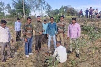 Lakhimpur - Lakhimpur Kheri News: पिंजरे-कैमरे बेअसर, बाघ अब भी पकड़ से बाहर