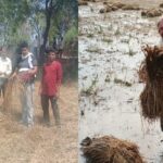 बारिश-ओलों - बारिश-ओलों ने तबाह की खेती: खेत जलमग्न, मंडियों में भी भीगा अनाज; मौसम विभाग के अलर्ट से फिर चिंता में किसान