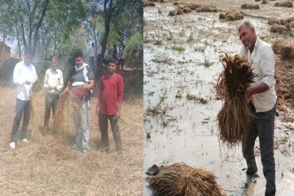 बारिश-ओलों - बारिश-ओलों ने तबाह की खेती: खेत जलमग्न, मंडियों में भी भीगा अनाज; मौसम विभाग के अलर्ट से फिर चिंता में किसान
