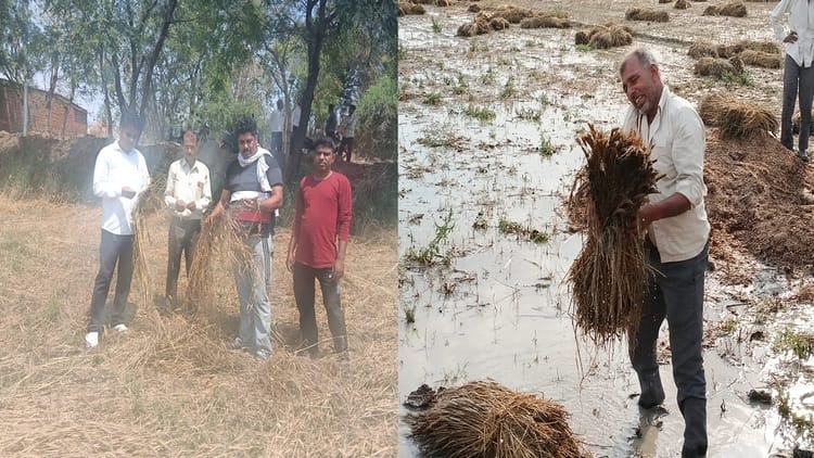 बारिश-ओलों - बारिश-ओलों ने तबाह की खेती: खेत जलमग्न, मंडियों में भी भीगा अनाज; मौसम विभाग के अलर्ट से फिर चिंता में किसान