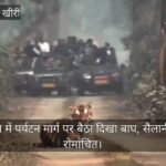 Lakhimpur - Lakhimpur Kheri: दुधवा में पर्यटन मार्ग पर बैठा दिखा बाघ, सैलानी हुए रोमांचित; देखें वीडियो