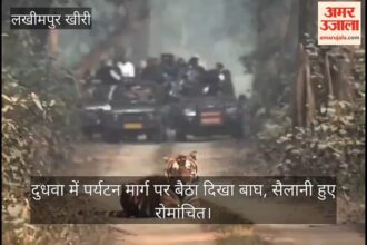 Lakhimpur - Lakhimpur Kheri: दुधवा में पर्यटन मार्ग पर बैठा दिखा बाघ, सैलानी हुए रोमांचित; देखें वीडियो