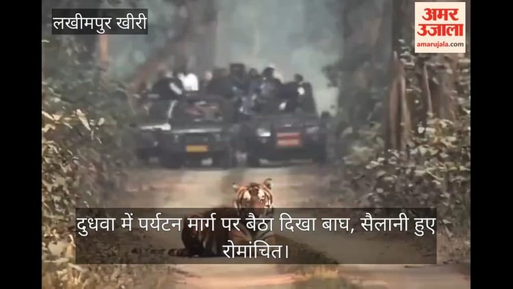Lakhimpur - Lakhimpur Kheri: दुधवा में पर्यटन मार्ग पर बैठा दिखा बाघ, सैलानी हुए रोमांचित; देखें वीडियो