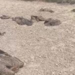 Lakhimpur - Lakhimpur Kheri: एक दिन में 26 गिद्धों की मौत, खेतों में कई तड़पते दिखे; जांच में जुटा वन विभाग