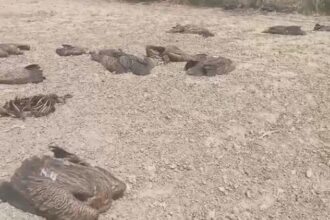 Lakhimpur - Lakhimpur Kheri: एक दिन में 26 गिद्धों की मौत, खेतों में कई तड़पते दिखे; जांच में जुटा वन विभाग