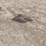 Video: - Video: लखीमपुर खीरी के बिजुआ इलाके में 26 गिद्धों की मौत, खेतों में पड़े मिले