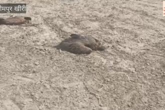 Video: - Video: लखीमपुर खीरी के बिजुआ इलाके में 26 गिद्धों की मौत, खेतों में पड़े मिले