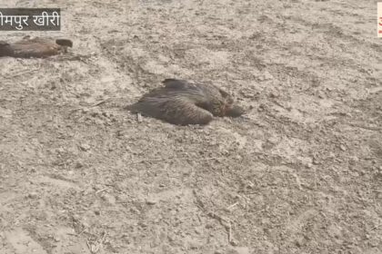 Video: - Video: लखीमपुर खीरी के बिजुआ इलाके में 26 गिद्धों की मौत, खेतों में पड़े मिले