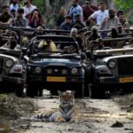 Lakhimpur - Lakhimpur Kheri News: दुधवा में सड़क पर बैठा बाघ देख सैलानी रोमांचित