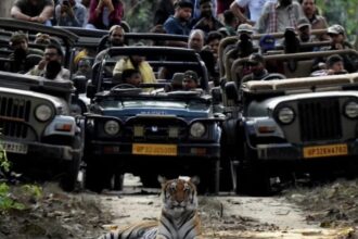 Lakhimpur - Lakhimpur Kheri News: दुधवा में सड़क पर बैठा बाघ देख सैलानी रोमांचित