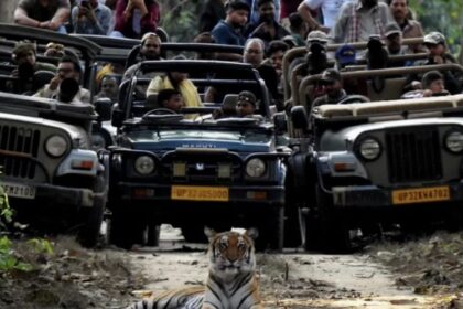 Lakhimpur - Lakhimpur Kheri News: दुधवा में सड़क पर बैठा बाघ देख सैलानी रोमांचित