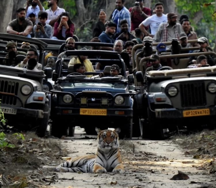 Lakhimpur - Lakhimpur Kheri News: दुधवा में सड़क पर बैठा बाघ देख सैलानी रोमांचित