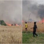 UP: लखीमपुर - UP: लखीमपुर खीरी में हाईटेंशन लाइन से निकली चिंगारी, खेतों में भड़की आग, 81 बीघा गेहूं की फसल जलकर राख