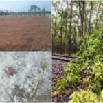 मौसम - मौसम का कहर: लखीमपुर खीरी में ओएचई लाइन पर पेड़ गिरने से ट्रेन फंसी, कई इलाकों में बिजली गुल, फसलें बर्बाद