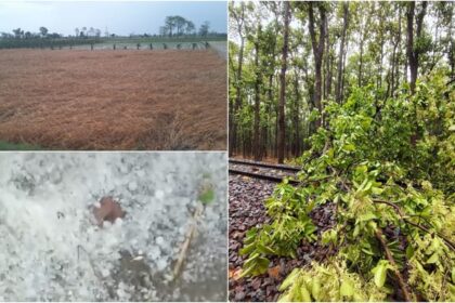 मौसम - मौसम का कहर: लखीमपुर खीरी में ओएचई लाइन पर पेड़ गिरने से ट्रेन फंसी, कई इलाकों में बिजली गुल, फसलें बर्बाद