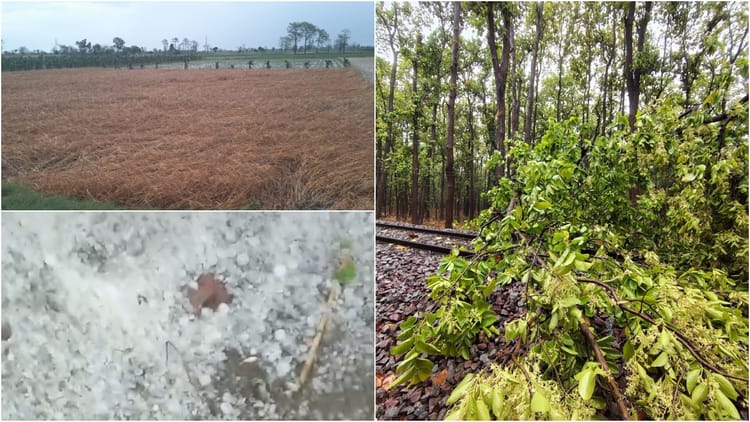 मौसम - मौसम का कहर: लखीमपुर खीरी में ओएचई लाइन पर पेड़ गिरने से ट्रेन फंसी, कई इलाकों में बिजली गुल, फसलें बर्बाद