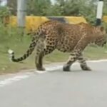 Bahraich - Bahraich News: कतर्नियाघाट में तेंदुए का कहर, दो हमलों में चार लोग घायल; बेटी को बचाने में मां बनी निशाना