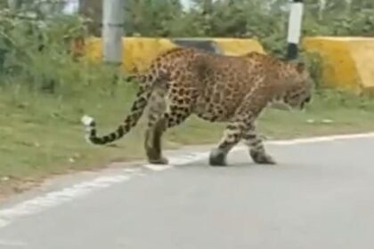 Bahraich - Bahraich News: कतर्नियाघाट में तेंदुए का कहर, दो हमलों में चार लोग घायल; बेटी को बचाने में मां बनी निशाना