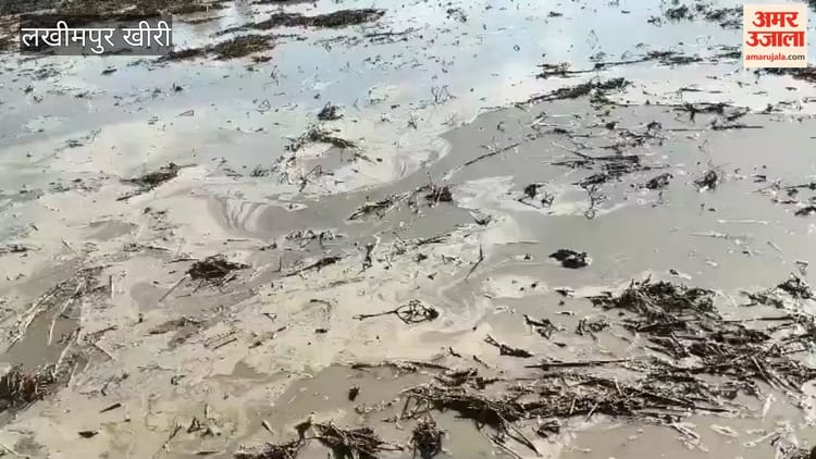 Lakhimpur - Lakhimpur Kheri: बेमौसम बारिश से खेत में भरा पानी, आहत किसान ने जोत डाली दो एकड़ गेहूं की फसल