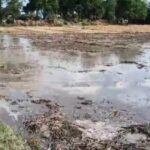 Lakhimpur - Lakhimpur Kheri: बेमौसम बारिश से 500 एकड़ गेहूं की फसल बर्बाद, किसानों के अरमानों पर फिरा पानी