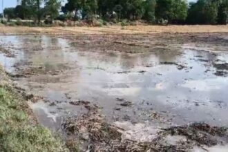 Lakhimpur - Lakhimpur Kheri: बेमौसम बारिश से 500 एकड़ गेहूं की फसल बर्बाद, किसानों के अरमानों पर फिरा पानी