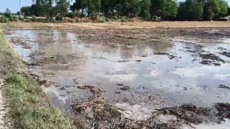 Lakhimpur - Lakhimpur Kheri: बेमौसम बारिश से 500 एकड़ गेहूं की फसल बर्बाद, किसानों के अरमानों पर फिरा पानी